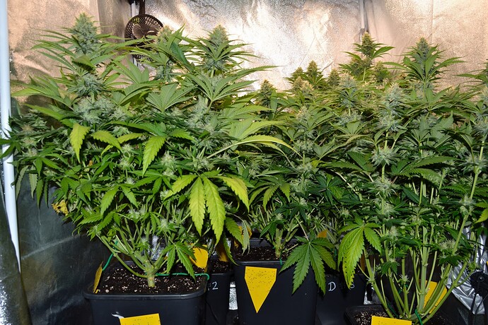 Growreport Bild 3