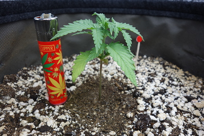 Ein junger Cannabis-Keimling steht in Erde mit Perlit. Eine Feuerzeug mit Cannabis-Blatt-Motiv lehnt daneben.