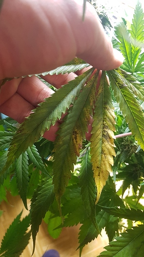 Growreport Bild 13