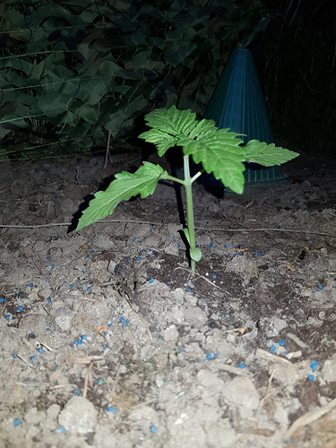 Growreport Bild 2