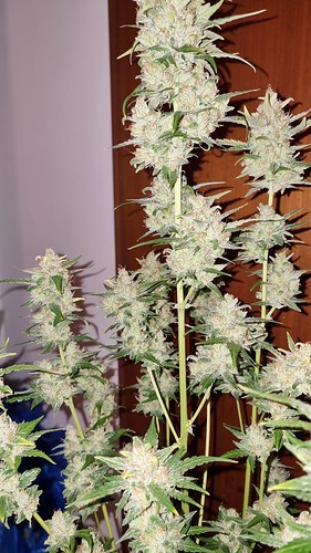 Growreport Bild 7