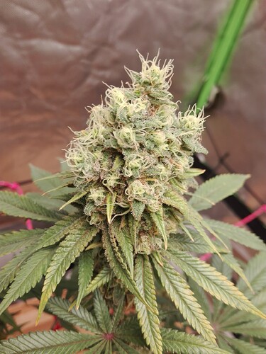 Growreport Bild 5