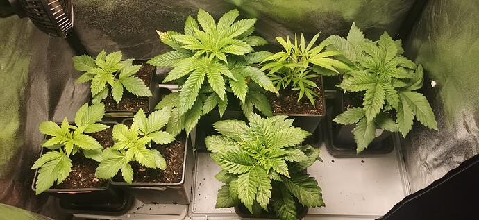Growreport Bild 8