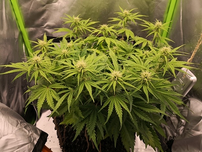 Growreport Bild 5