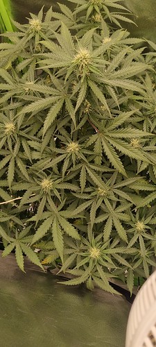 Growreport Bild 17