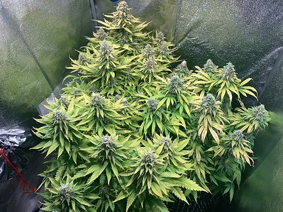 Growreport Bild 1