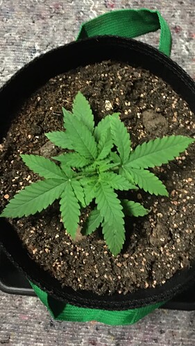 Growreport Bild 3