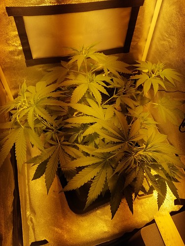 Growreport Bild 4