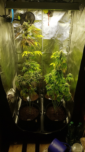 Growreport Bild 15