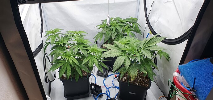 Growreport Bild 1