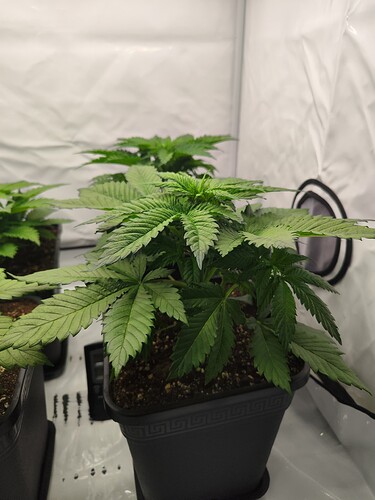 Growreport Bild 8