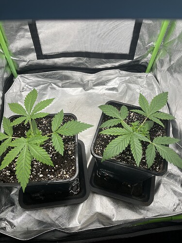 Growreport Bild 3