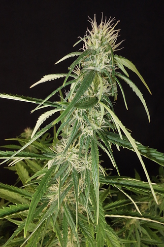 Growreport Bild 6