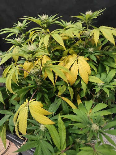 Growreport Bild 5