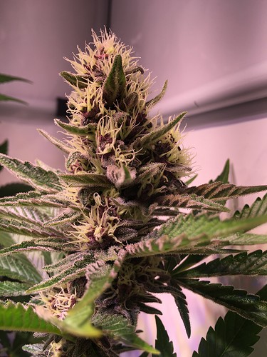 Growreport Bild 7