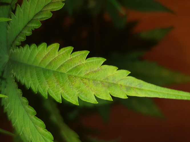 Growreport Bild 10