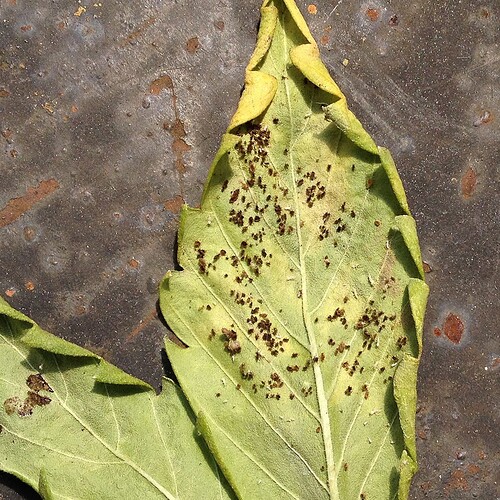 070_SiebterSiebter_18