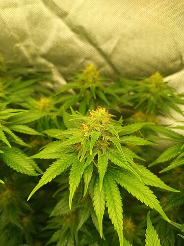 Growreport Bild 9