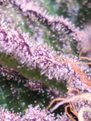 Growreport Bild 4
