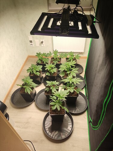 Growreport Bild 5