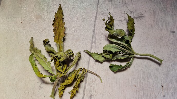 Growreport Bild 4