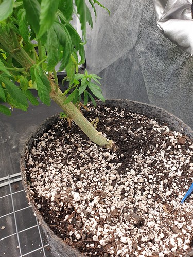 Growreport Bild 7