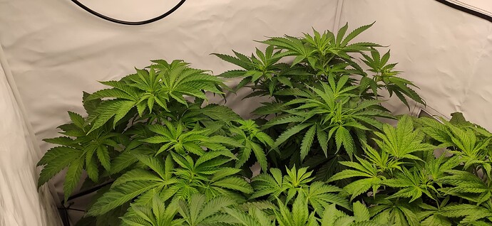 Growreport Bild 3