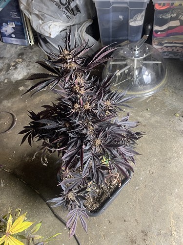Growreport Bild 6