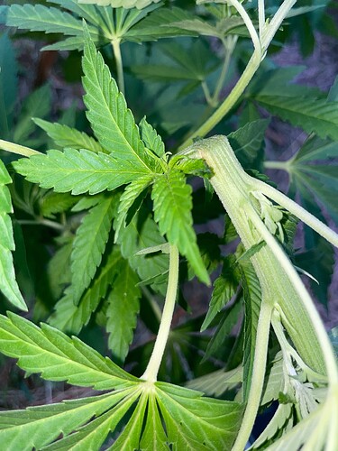 Growreport Bild 35