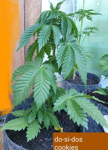 Growreport Bild 15
