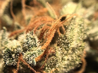 Growreport Bild 53