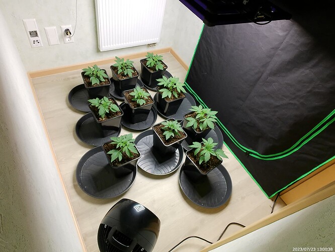 Growreport Bild 31