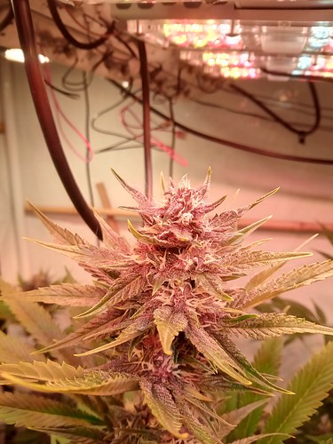 Growreport Bild 48