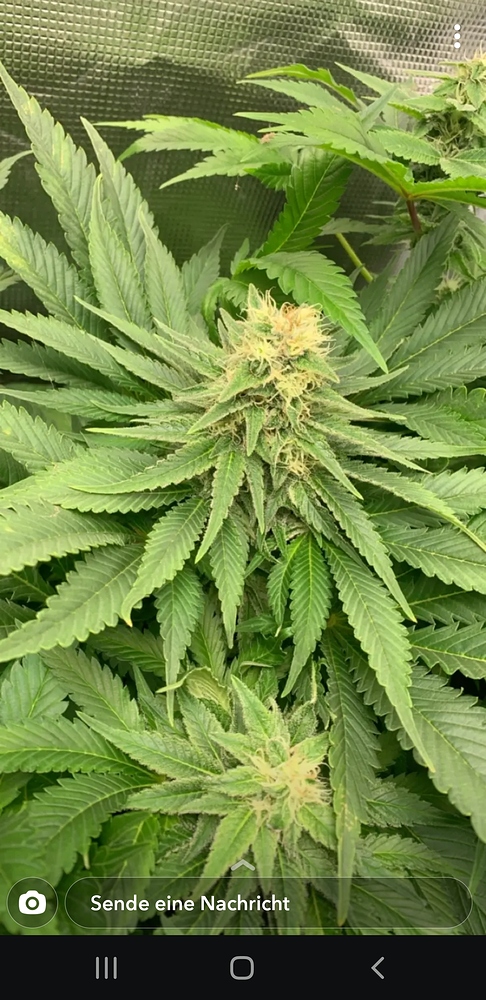 Erster Grow - 2x White Widow, 1x Skunk #1 und 1x Pure Power Plant - Mars Hydro