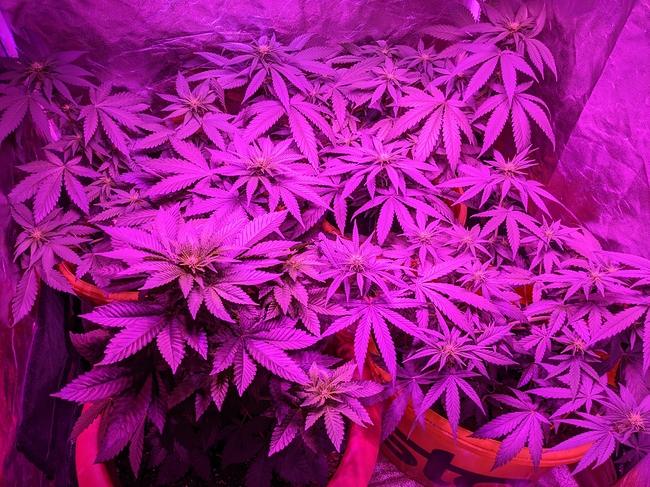 Growreport Bild 3