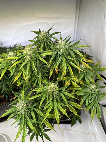 Growreport Bild 10