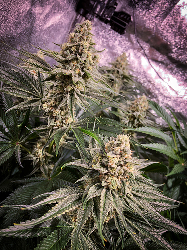 Growreport Bild 1