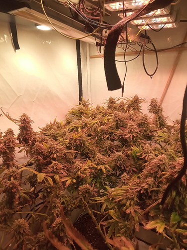Growreport Bild 10