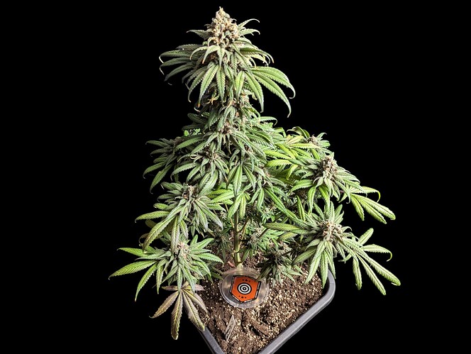 Growreport Bild 31