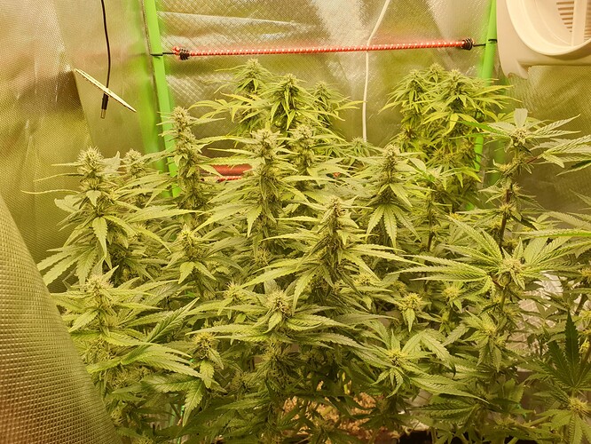 Growreport Bild 3