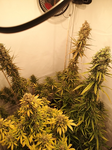 Growreport Bild 9