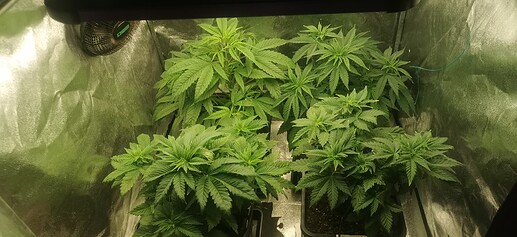 Growreport Bild 8