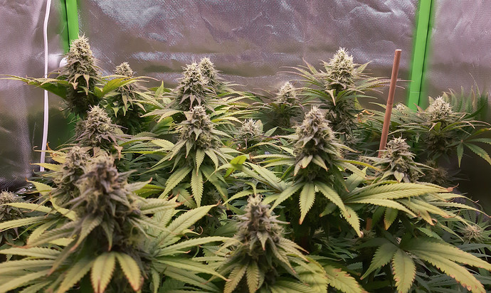 Growreport Bild 1