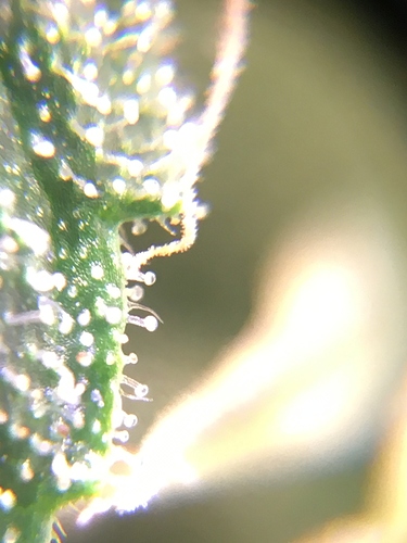 Growreport Bild 1