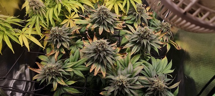 Growreport Bild 13