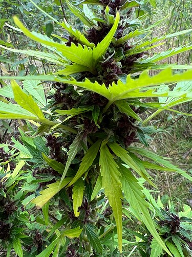 Growreport Bild 8