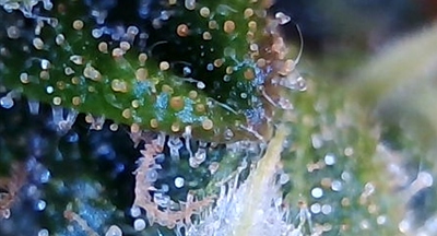 Growreport Bild 3