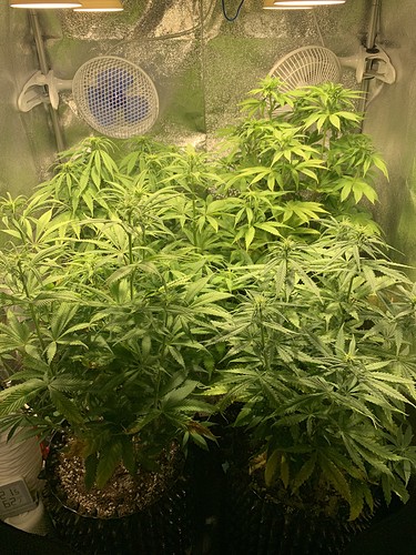 Growreport Bild 1