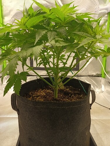 Growreport Bild 3