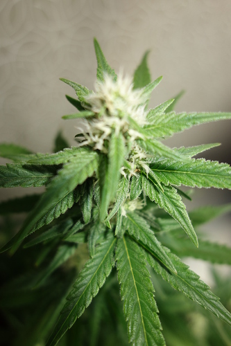Growreport Bild 7